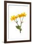 Marsh-marigold in flower-Gary K Smith-Framed Photographic Print