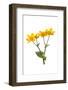 Marsh-marigold in flower-Gary K Smith-Framed Photographic Print