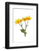 Marsh-marigold in flower-Gary K Smith-Framed Photographic Print