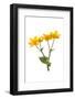 Marsh-marigold in flower-Gary K Smith-Framed Photographic Print