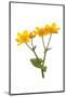 Marsh-marigold in flower-Gary K Smith-Mounted Photographic Print