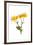 Marsh-marigold in flower-Gary K Smith-Framed Photographic Print