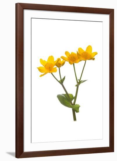 Marsh-marigold in flower-Gary K Smith-Framed Photographic Print