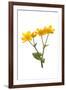 Marsh-marigold in flower-Gary K Smith-Framed Photographic Print