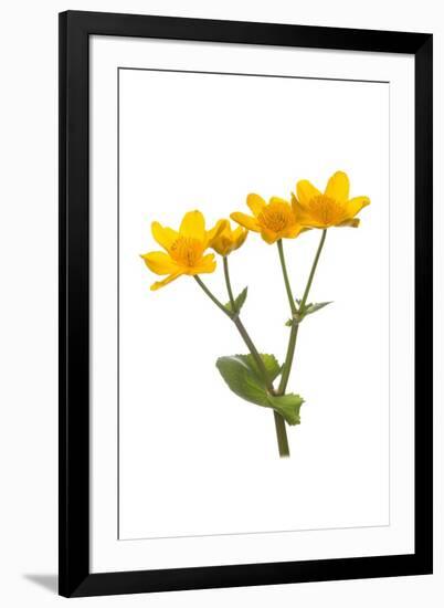 Marsh-marigold in flower-Gary K Smith-Framed Photographic Print