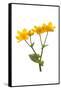 Marsh-marigold in flower-Gary K Smith-Framed Stretched Canvas