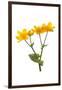 Marsh-marigold in flower-Gary K Smith-Framed Photographic Print