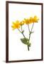 Marsh-marigold in flower-Gary K Smith-Framed Photographic Print