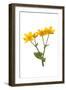 Marsh-marigold in flower-Gary K Smith-Framed Photographic Print