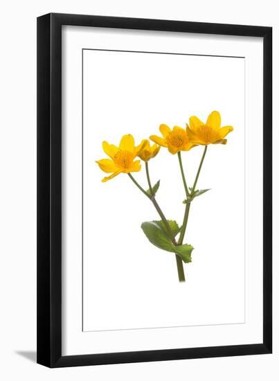 Marsh-marigold in flower-Gary K Smith-Framed Photographic Print