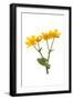 Marsh-marigold in flower-Gary K Smith-Framed Photographic Print