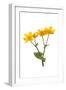 Marsh-marigold in flower-Gary K Smith-Framed Photographic Print