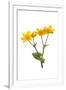 Marsh-marigold in flower-Gary K Smith-Framed Premium Photographic Print