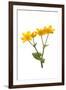 Marsh-marigold in flower-Gary K Smith-Framed Premium Photographic Print