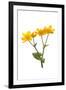 Marsh-marigold in flower-Gary K Smith-Framed Premium Photographic Print