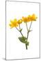 Marsh-marigold in flower-Gary K Smith-Mounted Premium Photographic Print