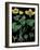 Marsh Marigold-null-Framed Giclee Print