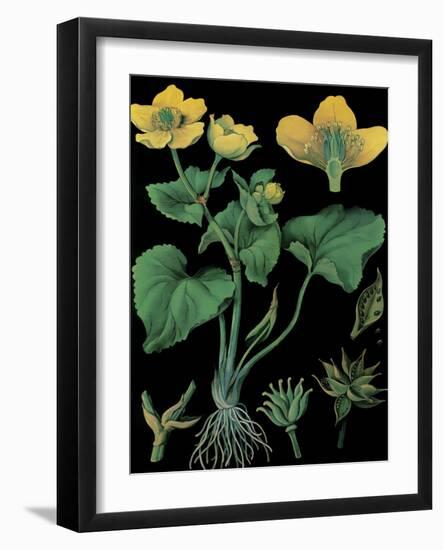 Marsh Marigold-null-Framed Giclee Print