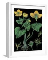 Marsh Marigold-null-Framed Giclee Print