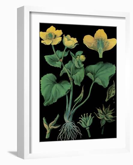 Marsh Marigold-null-Framed Giclee Print