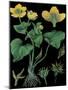 Marsh Marigold-null-Mounted Giclee Print