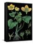 Marsh Marigold-null-Framed Stretched Canvas