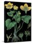 Marsh Marigold-null-Stretched Canvas