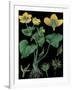 Marsh Marigold-null-Framed Giclee Print