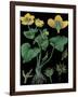 Marsh Marigold-null-Framed Giclee Print