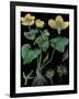 Marsh Marigold-null-Framed Giclee Print