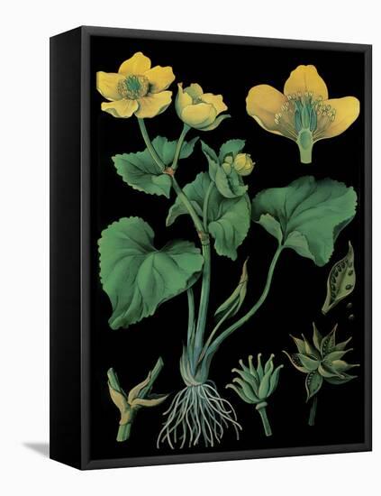 Marsh Marigold-null-Framed Stretched Canvas