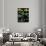 Marsh Marigold-null-Giclee Print displayed on a wall