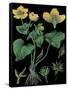 Marsh Marigold-null-Framed Stretched Canvas