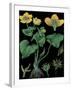 Marsh Marigold-null-Framed Giclee Print