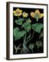 Marsh Marigold-null-Framed Giclee Print