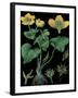 Marsh Marigold-null-Framed Giclee Print