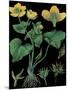 Marsh Marigold-null-Mounted Giclee Print