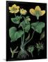 Marsh Marigold-null-Framed Giclee Print