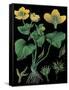 Marsh Marigold-null-Framed Stretched Canvas