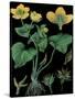 Marsh Marigold-null-Stretched Canvas