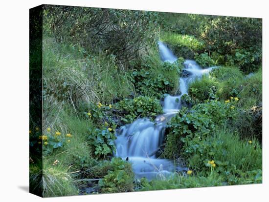 Marsh Marigolds (Caltha Palustris) by Mountain Stream, Obac d'Incles, Soldeu, Andorra-Pearl Bucknall-Stretched Canvas