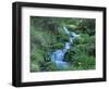 Marsh Marigolds (Caltha Palustris) by Mountain Stream, Obac d'Incles, Soldeu, Andorra-Pearl Bucknall-Framed Photographic Print