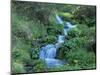 Marsh Marigolds (Caltha Palustris) by Mountain Stream, Obac d'Incles, Soldeu, Andorra-Pearl Bucknall-Mounted Photographic Print