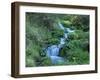 Marsh Marigolds (Caltha Palustris) by Mountain Stream, Obac d'Incles, Soldeu, Andorra-Pearl Bucknall-Framed Photographic Print