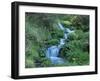 Marsh Marigolds (Caltha Palustris) by Mountain Stream, Obac d'Incles, Soldeu, Andorra-Pearl Bucknall-Framed Photographic Print