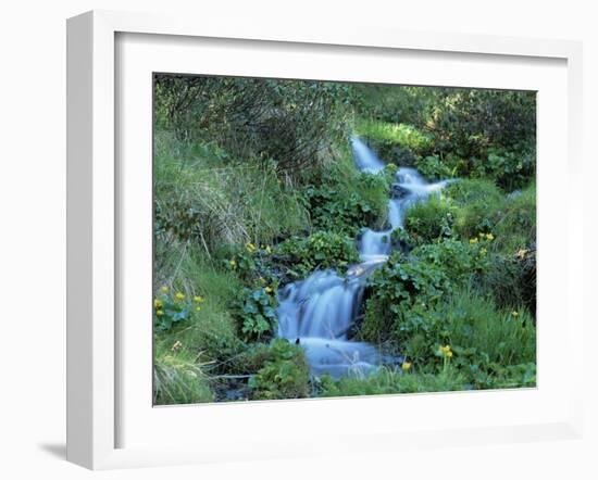 Marsh Marigolds (Caltha Palustris) by Mountain Stream, Obac d'Incles, Soldeu, Andorra-Pearl Bucknall-Framed Photographic Print