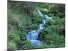 Marsh Marigolds (Caltha Palustris) by Mountain Stream, Obac d'Incles, Soldeu, Andorra-Pearl Bucknall-Mounted Photographic Print