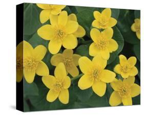 Marsh Marigolds-Danny Burk-Stretched Canvas