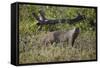 Marsh Mongoose (Water Mongoose) (Atilax Paludinosus)-James Hager-Framed Stretched Canvas