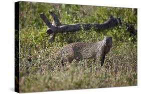 Marsh Mongoose (Water Mongoose) (Atilax Paludinosus)-James Hager-Stretched Canvas